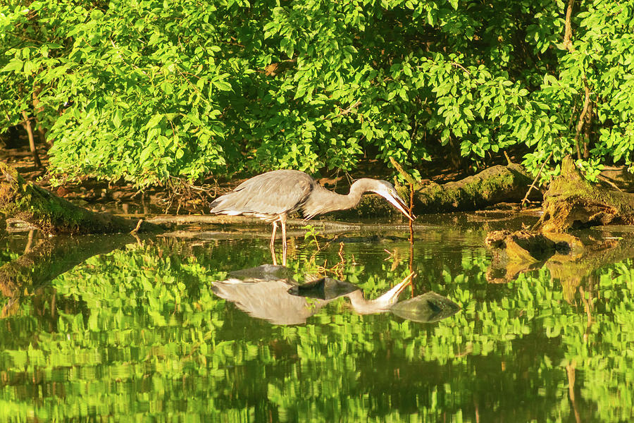 Heron at Play in Prospect Park Photograph by Auden Johnson