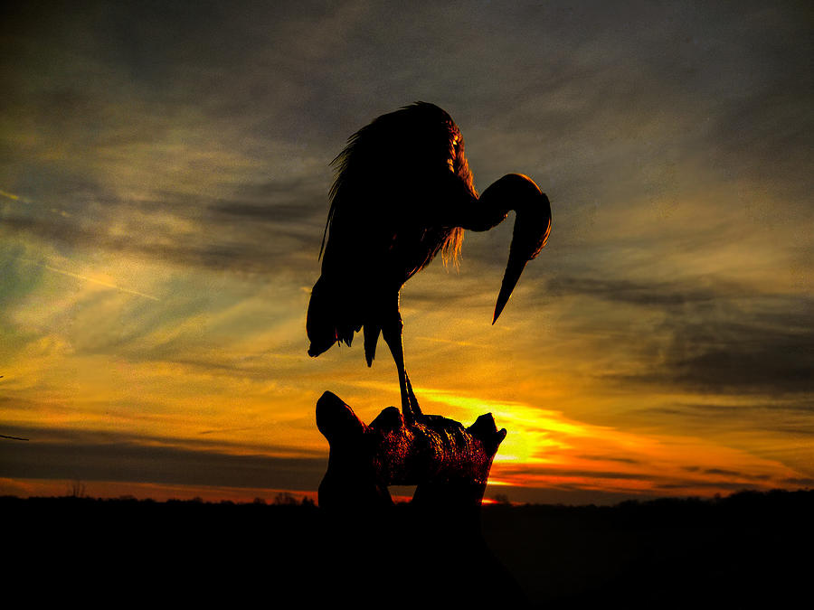 Heron at Sunset Photograph by Jack Wilson
