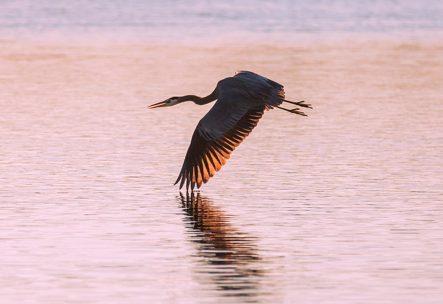 Heron at Sunset Photograph by Loree Johnson