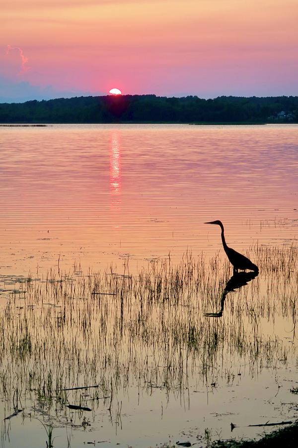 Heron at Sunset Photograph by Mike Reilly