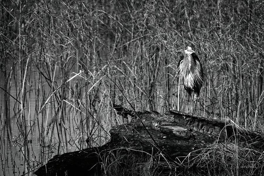 Heron Aware #2 Photograph by Theresa Fairchild