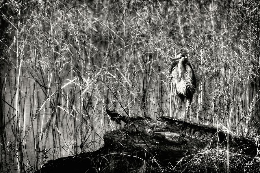 Heron Aware #4 Photograph by Theresa Fairchild