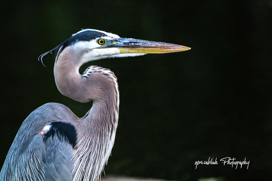 Heron Black Background Photograph by Geni Cablish - Fine Art America