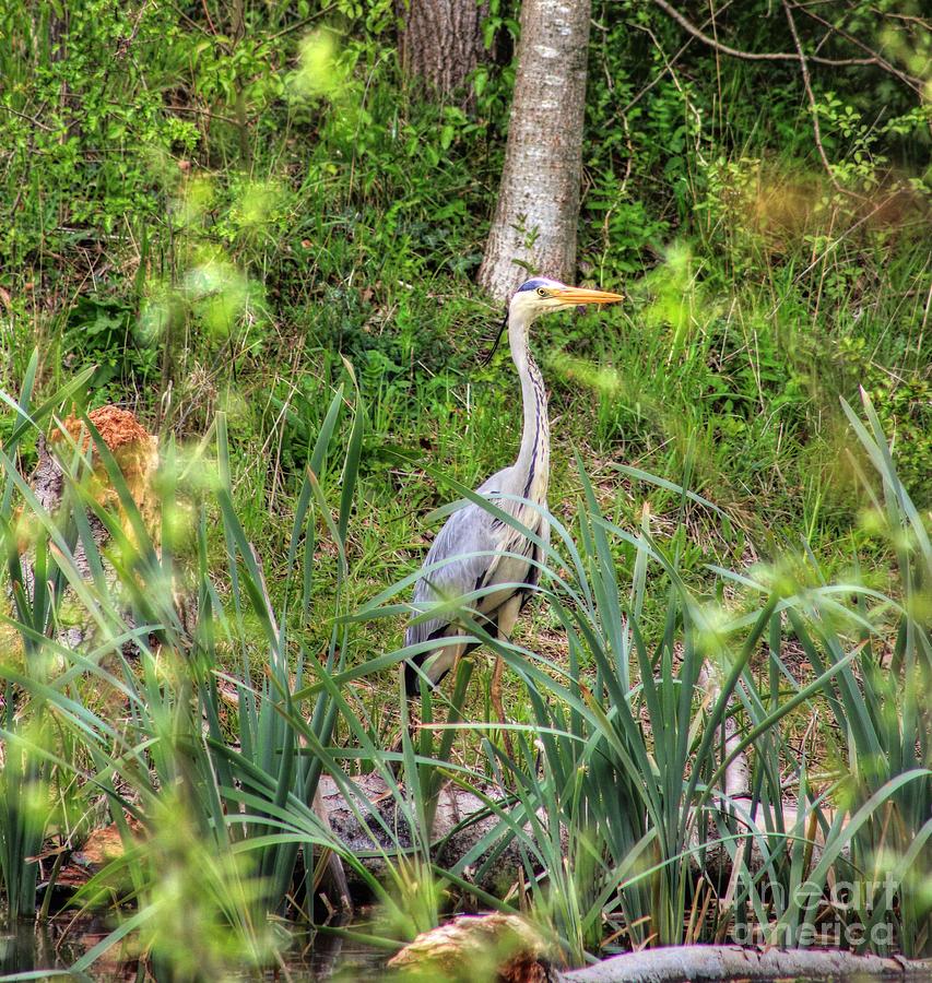Heron by the Pond Photograph by Vicki Spindler