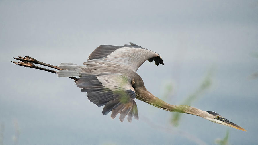 Heron Dive Photograph By Michael Dyer - Fine Art America