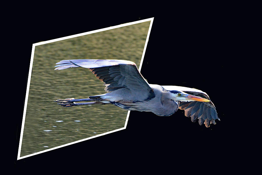 Heron Escape Flight Photograph by Jerry Griffin