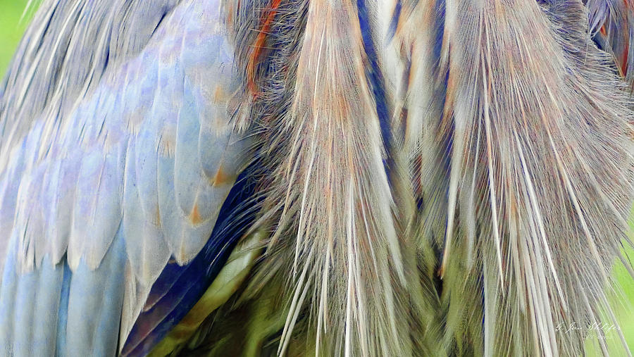 Heron Feathers Photograph by Gary Shlifer