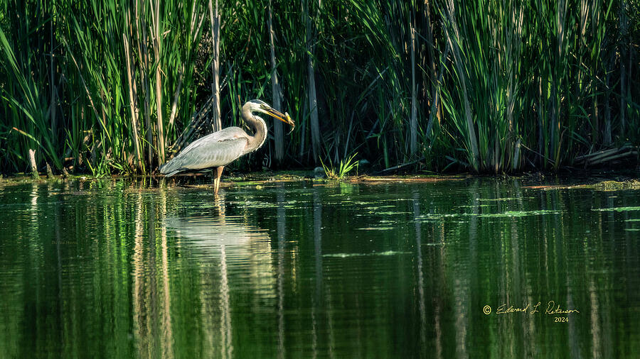 Heron Fish Fry Photograph by Ed Peterson Heron Fish Fry Photograph by Ed Peterson