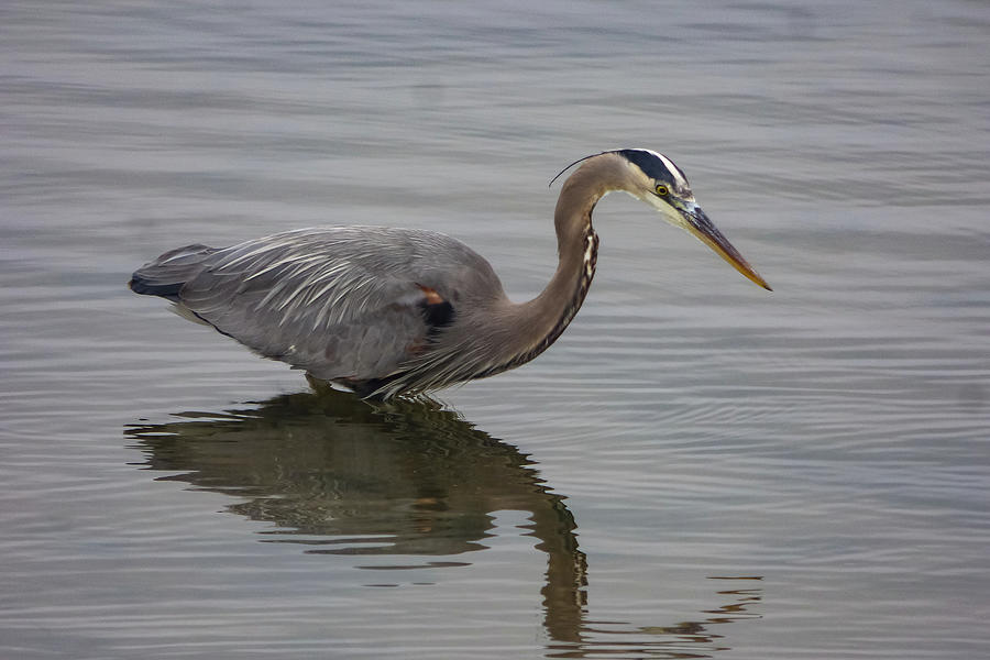 Heron Fishing 1 Photograph by Dianne Milliard - Fine Art America