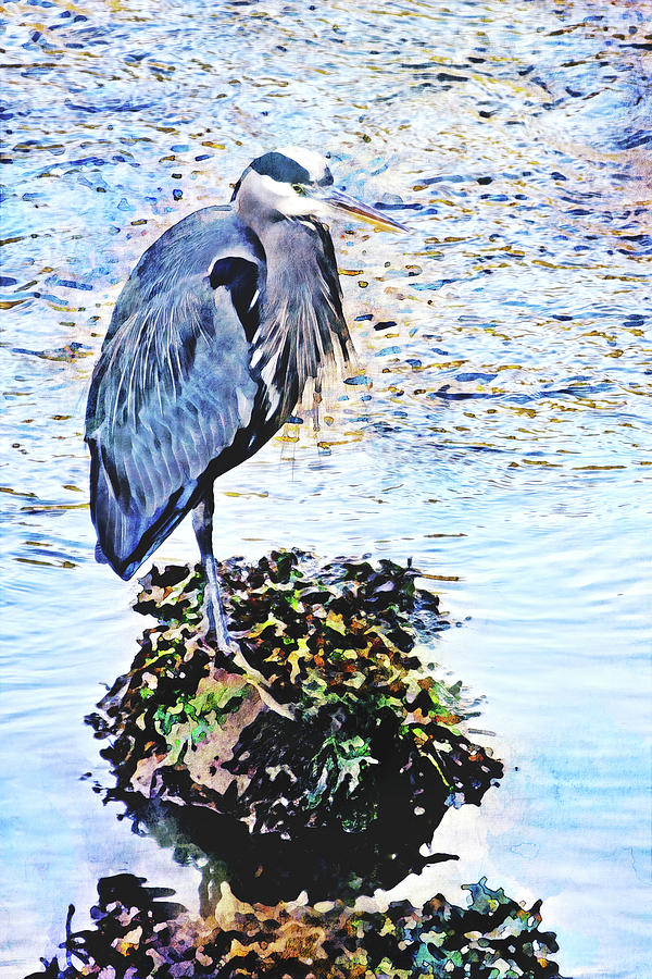 Heron Fishing at Low Tide Watercolor Photograph by Peggy Collins