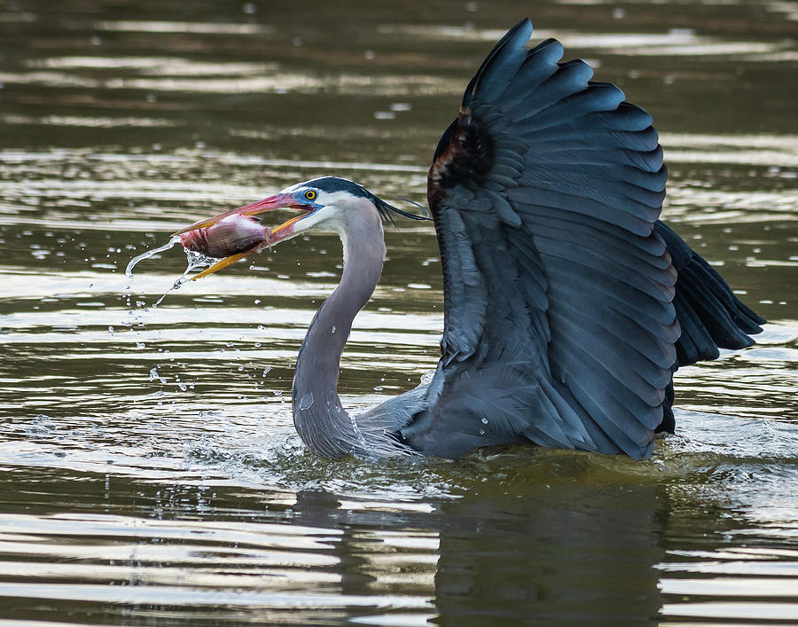 Heron Fishing Photograph by John Roach