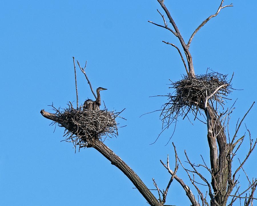 Heron Fledglings, UW  Arboretum, Madison, WIsconsin Photograph by Steven Ralser