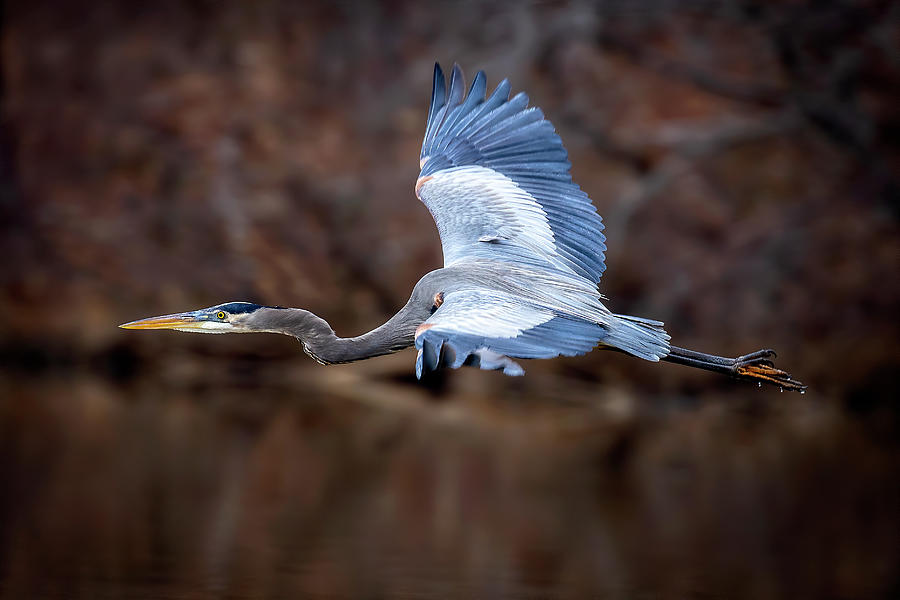 Heron Flight  Photograph by Alan Raasch