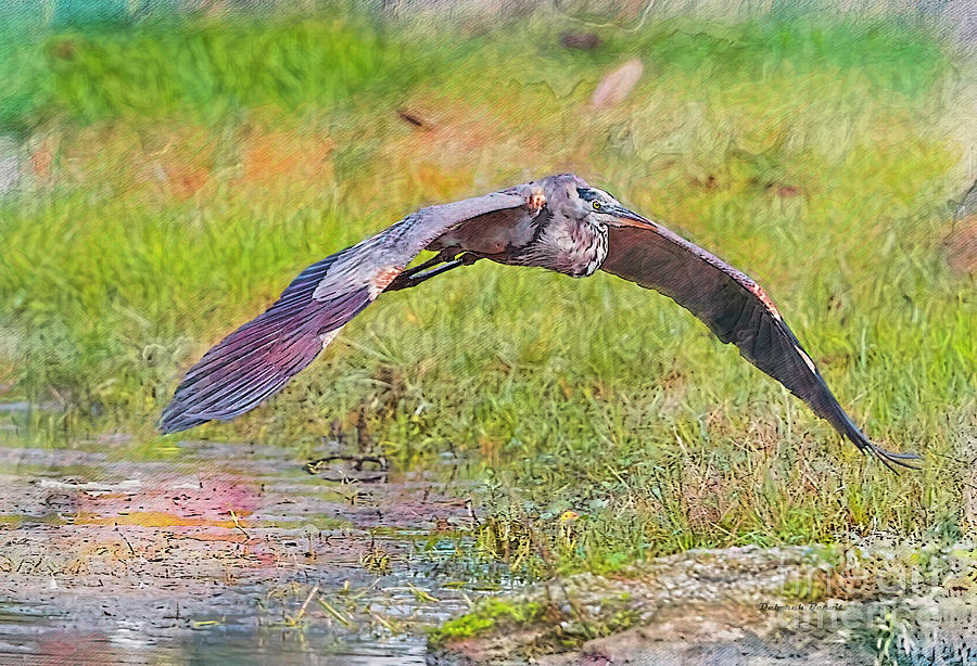 Heron Flight Artistic Photograph