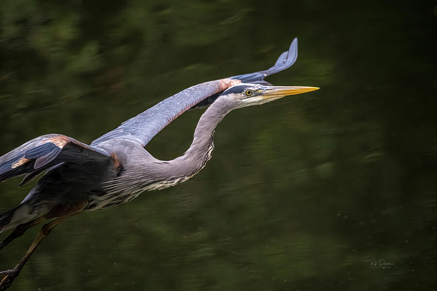 Heron Flight close up Photograph by Bill Posner Heron Flight close up Photograph by Bill Posner