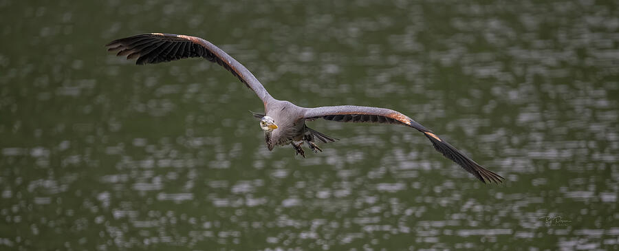 Heron Flight Over Water Photograph by Bill Posner Heron Flight Over Water Photograph by Bill Posner