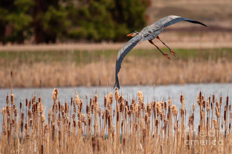 Heron Flight Turn Photograph by Pamela Dunn-Parrish