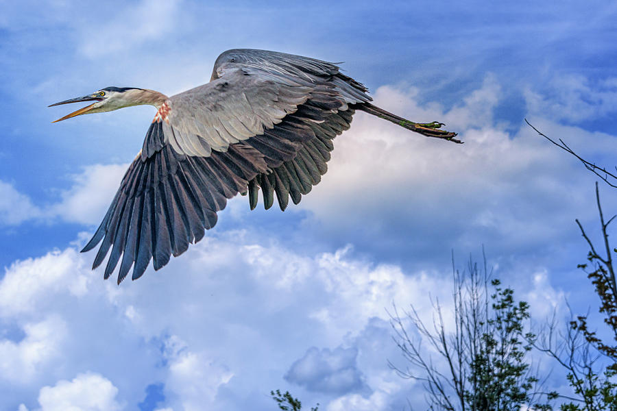 Heron Fly Photograph by Joann Long