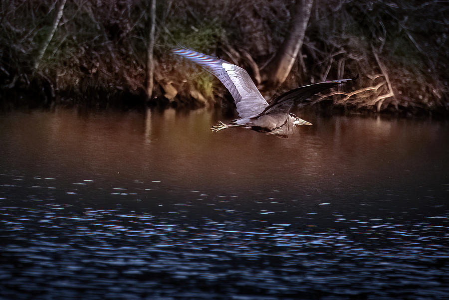 Heron Flying Low Photograph