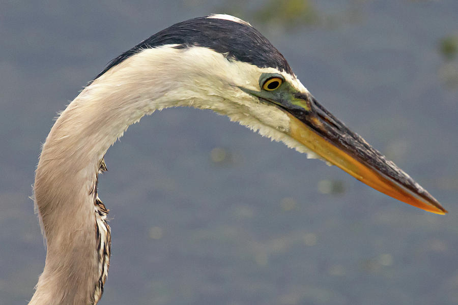 Heron Focus Photograph by Rebecca OBrien - Fine Art America