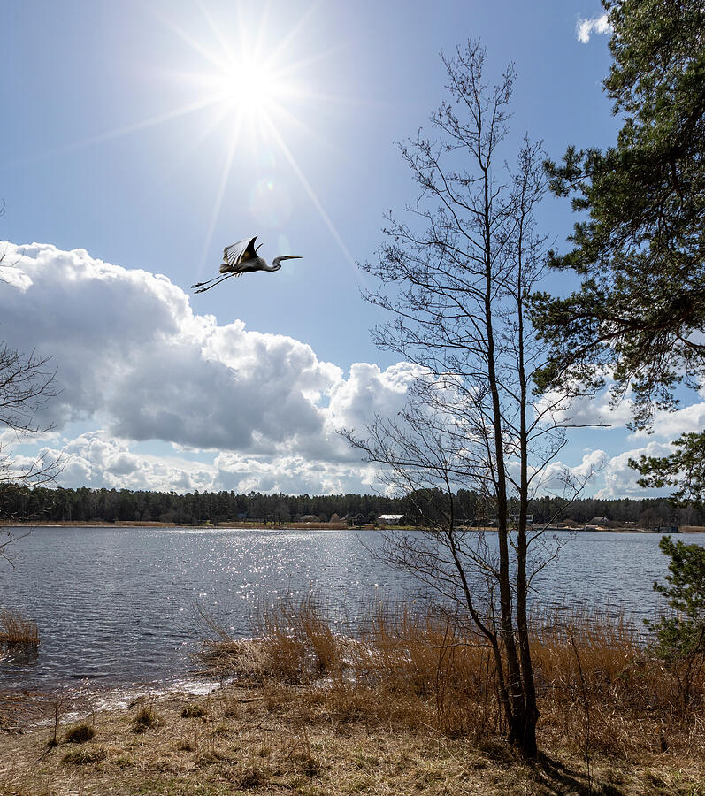 Heron Freedom Flight  In Jurmala Latvia  Photograph by Aleksandrs Drozdovs