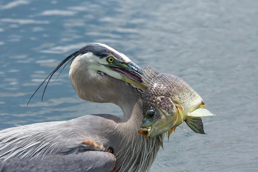 Heron Fresh Catch Photograph by Rebecca Herranen