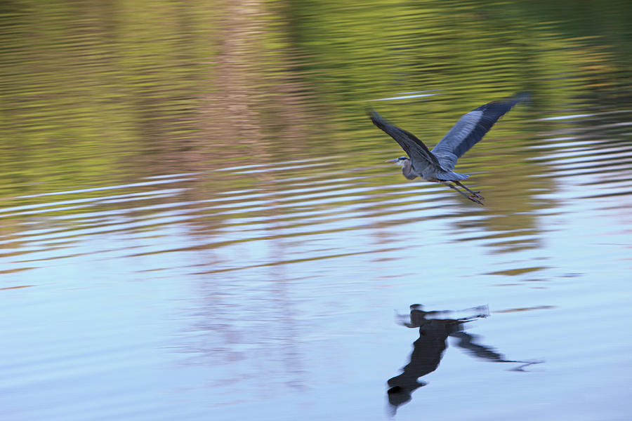 Great Blue Heron #2 Photograph by George Pennington