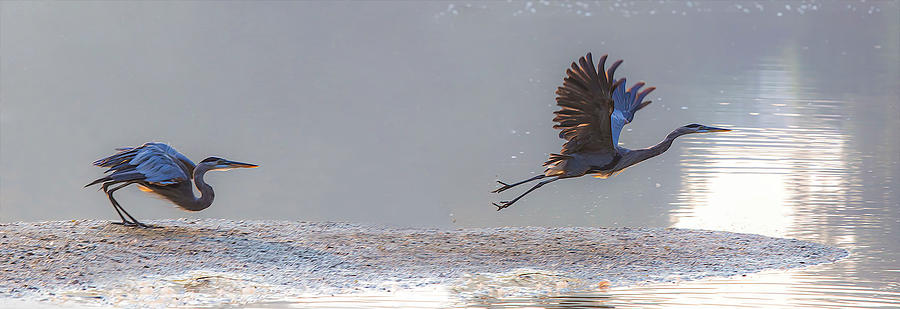 Heron Going Photograph by Jim Dollar