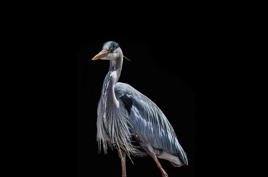 Heron Great Blue mask request Carolyn Photograph by Chris Artist - Fine ...