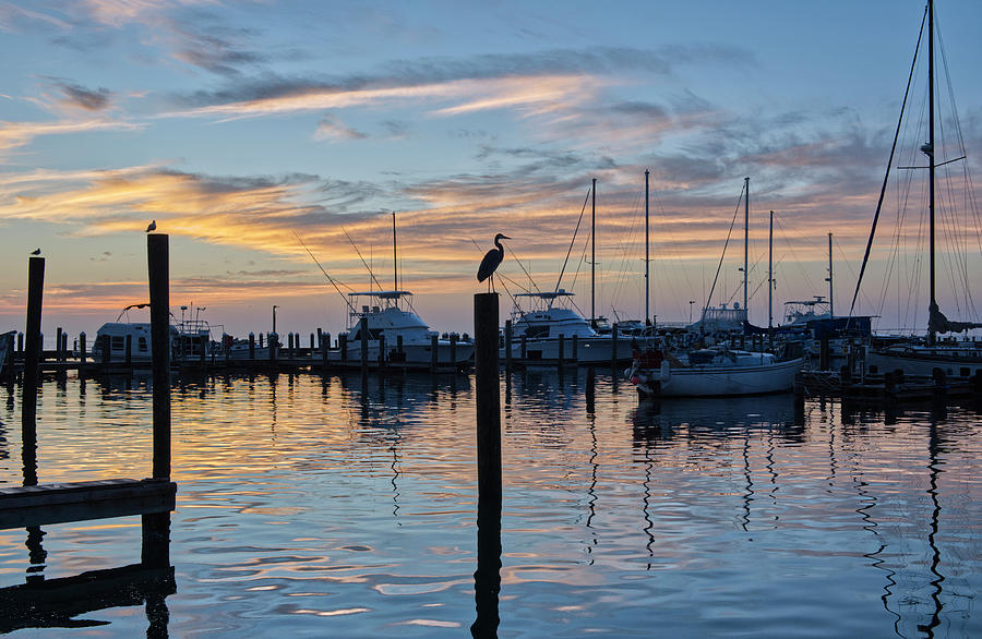 Heron Harbor Photograph by Ty Husak