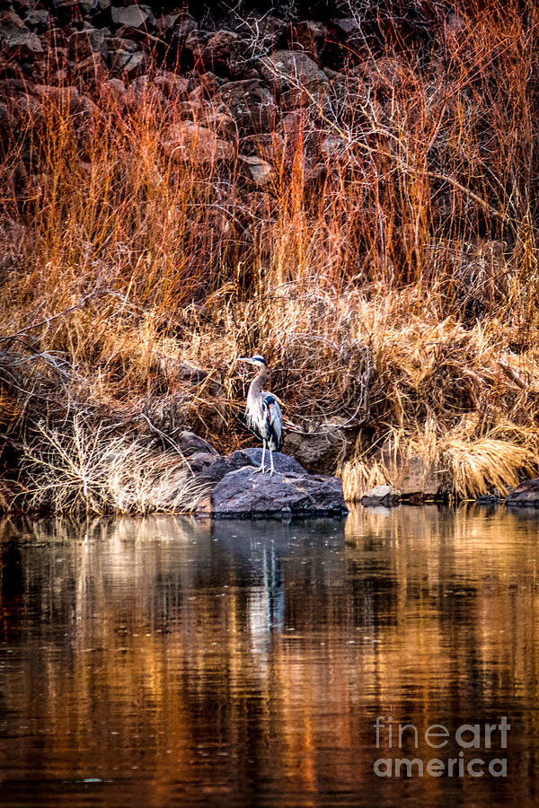 Heron having a day at the Rio Grande  Photograph by Elijah Rael
