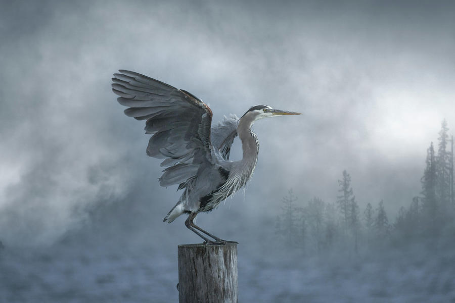 Heron in the Haze Photograph by Joy McAdams
