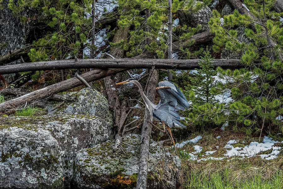 Heron Hike In Early Spring Photograph by Yeates Photography