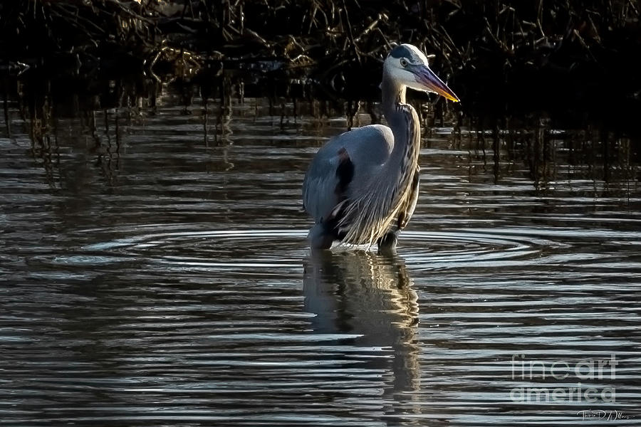 Heron Fishing in a Winter River  Photograph by Theresa D Williams