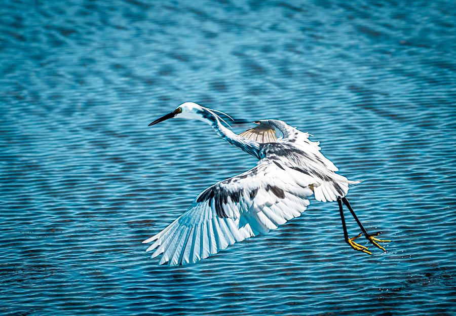 Heron Hybrid Photograph by Jaime Mercado