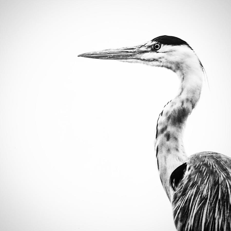 Heron in black and white Photograph by Tracey Taylor Photography | Fine ...