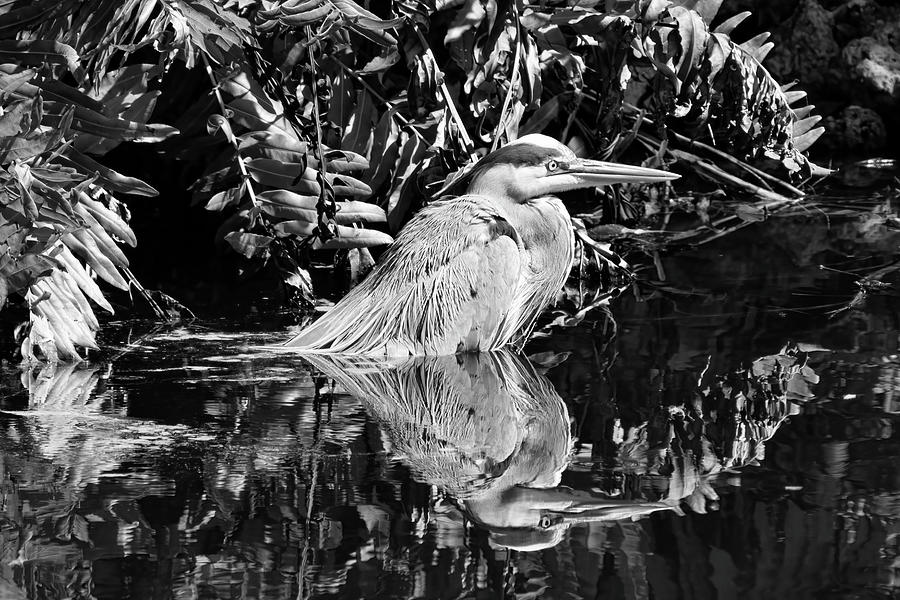 Heron in Deep Water Photograph by Robert Wilder Jr
