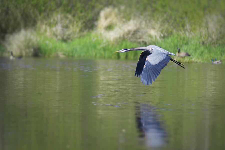 Heron In Flight Over River #1 Photograph