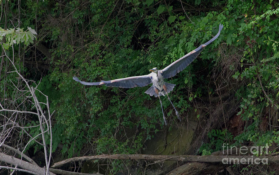 Heron In Flight-Sign-#0059 Photograph by J L Woody Wooden