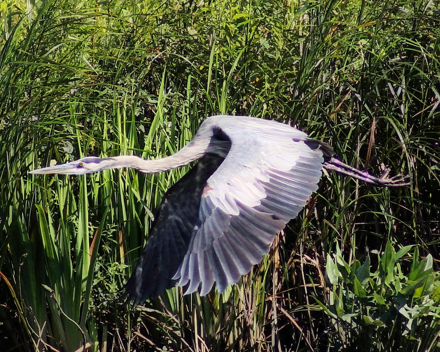 Heron in Flight Photograph by Susan Hope Finley