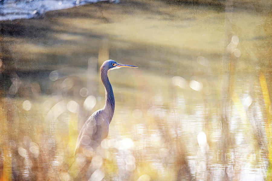 Heron Photograph - Heron in Golden Light by Joan McCool