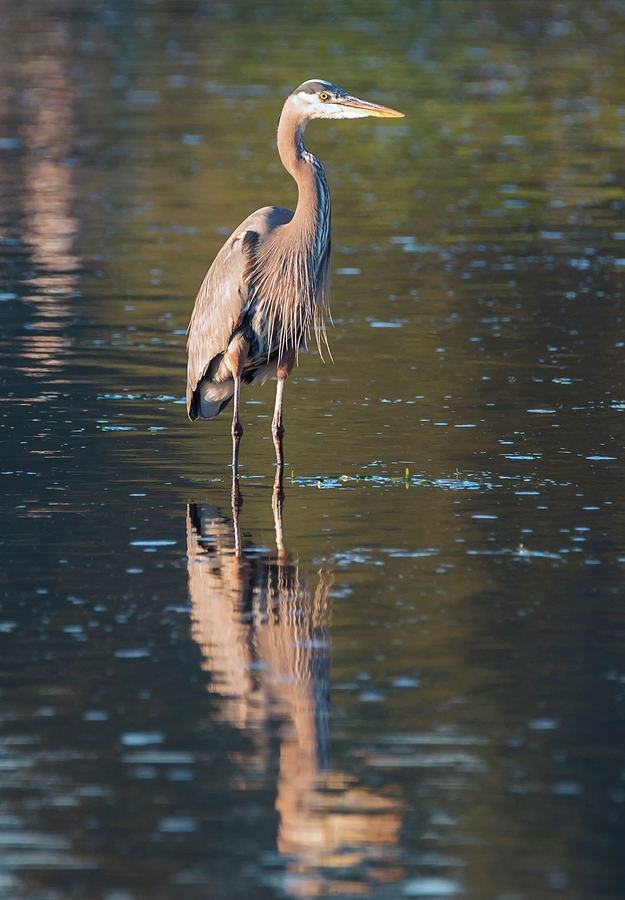Heron in Shallow Water Photograph by Loree Johnson