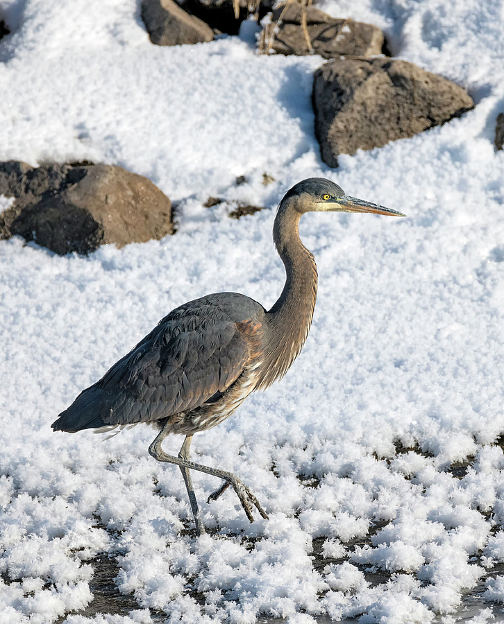 Heron in the Frost Photograph by Loree Johnson