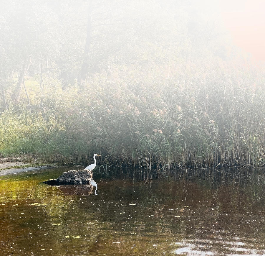 Heron In The Haze Latvia  Photograph by Aleksandrs Drozdovs