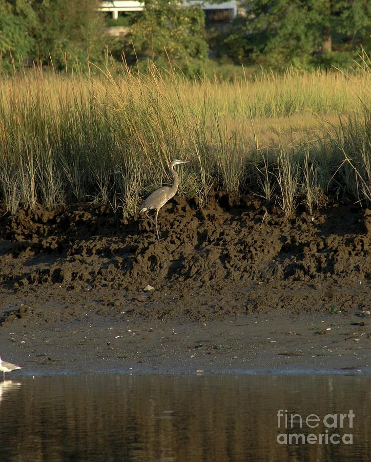 Heron in the Marshes Photograph by Margie Avellino