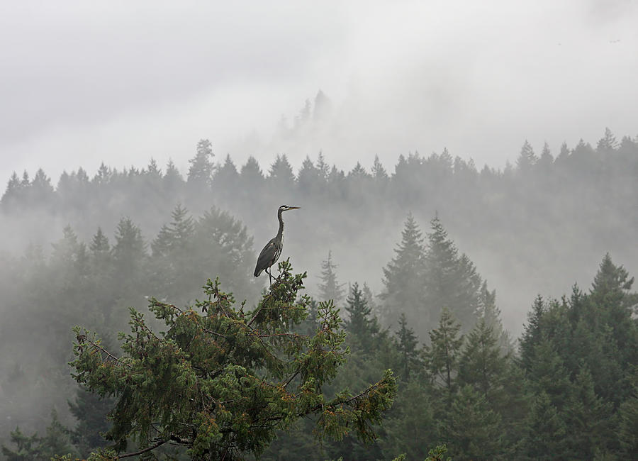 Heron in the Mist Photograph by Peggy Collins
