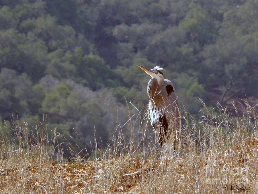 Heron in the Oats Photograph by Debby Pueschel