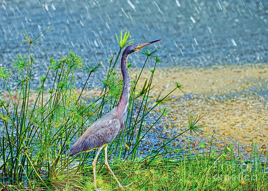 Heron in the Rain Photograph by Judy Kay - Fine Art America