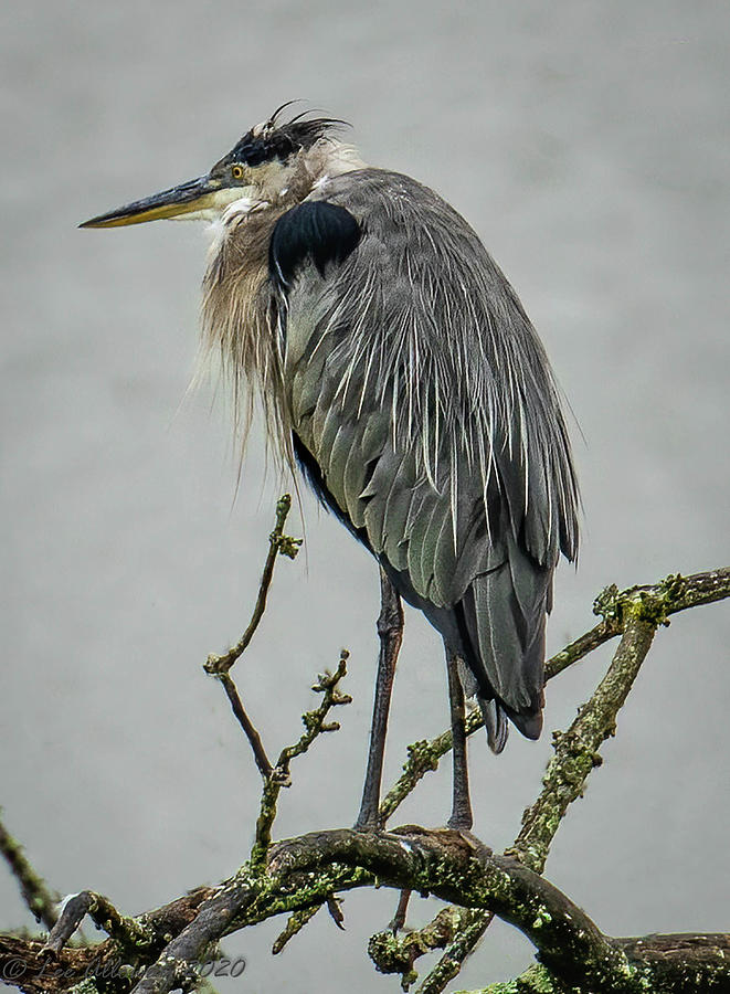 Great Blue Heron in the Rain Photograph by Lee Alloway