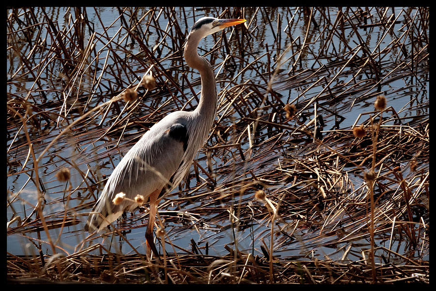 Heron in the Reeds Photograph by Mark Ivins
